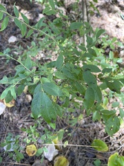 Vaccinium myrtilloides