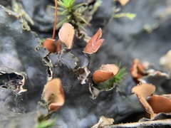 Peltigera horizontalis