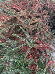 Cotoneaster horizontalis