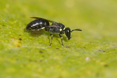 Hylaeus