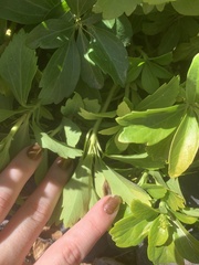 Pachysandra terminalis