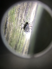 Tuberolachnus salignus