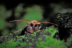 Conistra erythrocephala