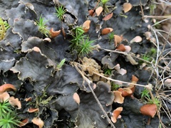 Peltigera horizontalis
