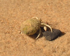 Clibanarius vittatus