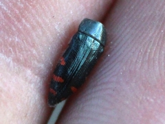 Acmaeodera mariposa