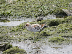 Calidris falcinellus