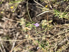 Hedeoma reverchonii