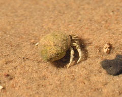 Clibanarius vittatus