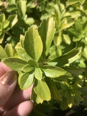 Pachysandra terminalis