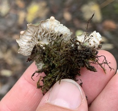 Peltigera horizontalis