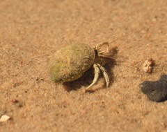 Clibanarius vittatus