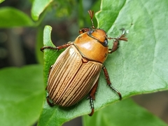 Pelidnota strigosa