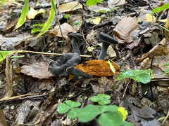 Craterellus cornucopioides