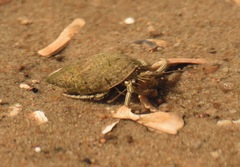 Clibanarius vittatus