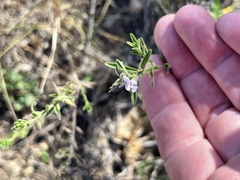 Hedeoma reverchonii