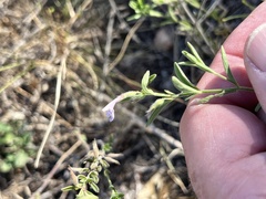 Hedeoma reverchonii