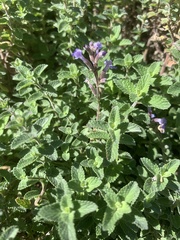 Nepeta