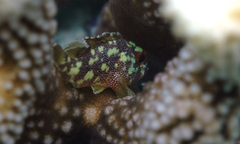Scorpaenidae