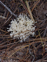 Clavulina coralloides