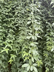 Jasminum