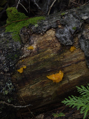 Dacrymyces chrysospermus