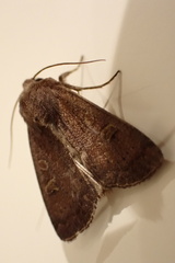 Xestia xanthographa