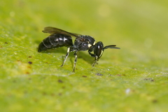 Hylaeus