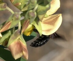 Xylocopa lateritia