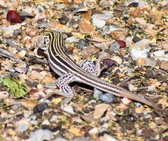 Aspidoscelis laredoensis