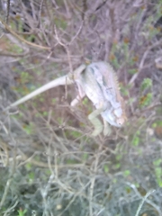 Bradypodion gutturale