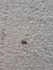 Eriopis connexa