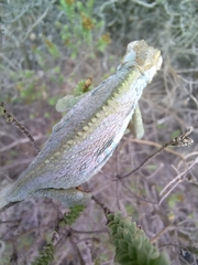 Bradypodion gutturale