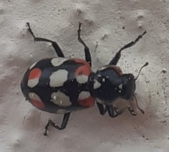 Eriopis connexa