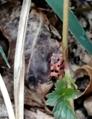 Horvathiolus guttatus