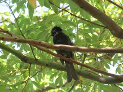 Hypsipetes leucocephalus
