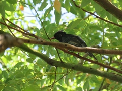 Hypsipetes leucocephalus