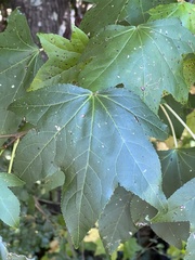Liquidambar styraciflua