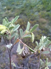 Hermannia lavandulifolia