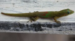 Phelsuma laticauda laticauda