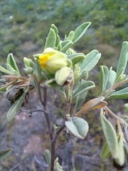 Hermannia lavandulifolia