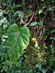 Begonia dioica