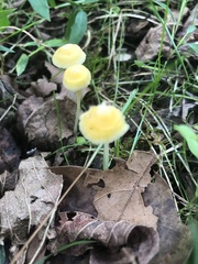 Mycena crocea