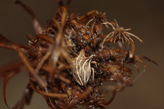 Ancyrosoma leucogrammes