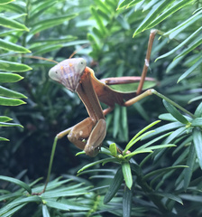 Mantodea