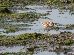 Calidris falcinellus