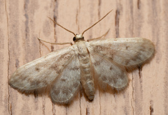 Idaea bonifata
