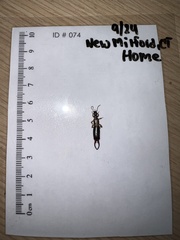 Forficula auricularia