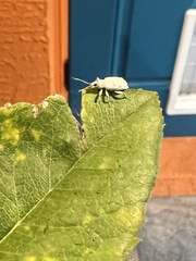 Myllocerus undecimpustulatus