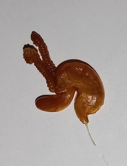 Lernaeocera branchialis